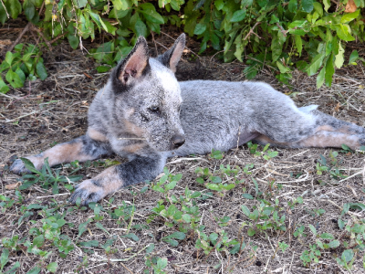 Australian Cattle Dog – Ma Ma Creek