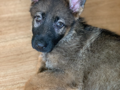 German Shepherd – Mount Waverley