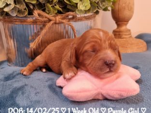 Cavoodle – Donnybrook