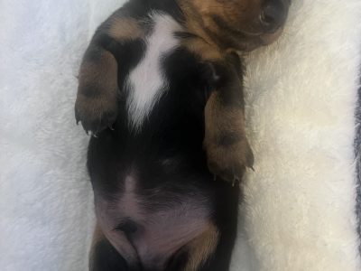 Miniature Dachshund – Perth