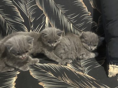 British Shorthair – Harkness