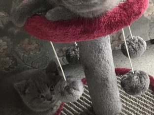 British Shorthair – Pakenham