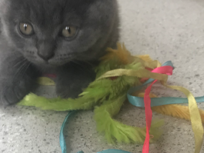 British Shorthair – Pakenham