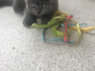 British Shorthair – Pakenham