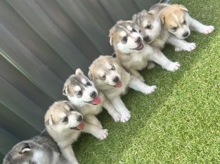 Husky – Michael Cameron