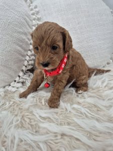 Pets For Sale - From Responsible Breeders