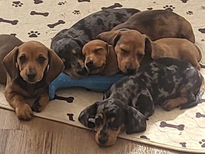 Dachshund – Jenna
