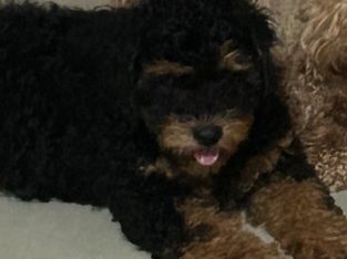 Cavoodle – Morayfield