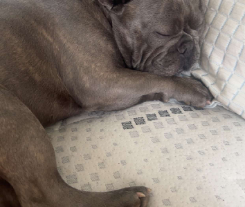 French Bulldog – Altona