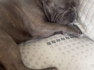 French Bulldog – Altona