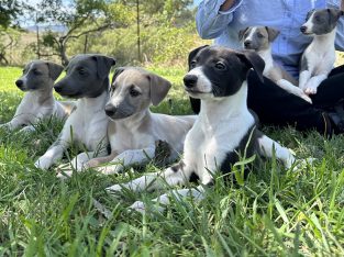 Whippet – Upper Turon