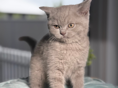 British Shorthair – Lake Macquarie