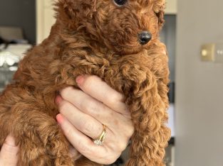 Toy Poodle – Patterson Lakes