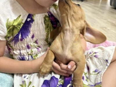 Dachshund – Marsden