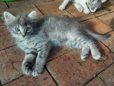 Domestic Short Hair (DSH) – Condell Park