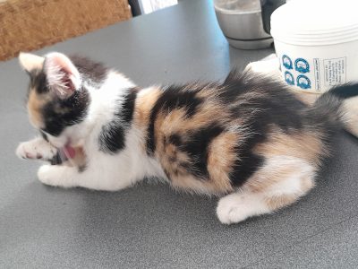 Domestic Short Hair (DSH) – Condell Park