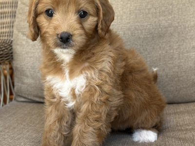 Cavoodle – O’Connell