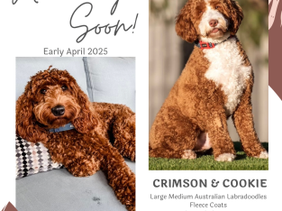 Labradoodle – Cavoodle Cottage