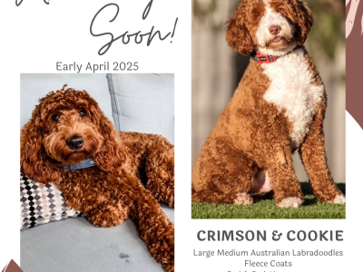 Labradoodle – Cavoodle Cottage