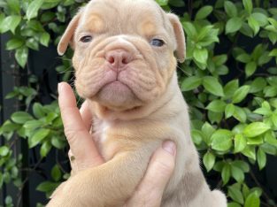 British Bulldog – Caboolture
