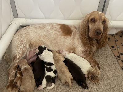 Cocker Spaniel – Boonah