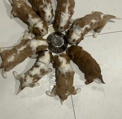 Cavalier King Charles Spaniel – Ormeau