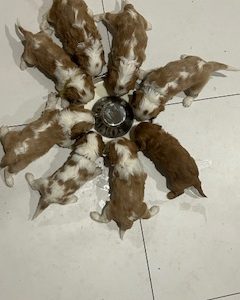 Cavalier King Charles Spaniel – Ormeau