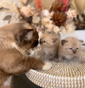 Ragdoll – Balgownie