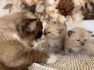 Ragdoll – Balgownie