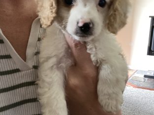 Toy Cavoodle – Guyra