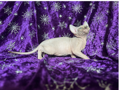 Sphynx – Rockhampton