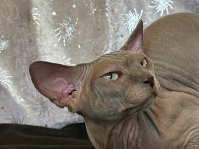 Sphynx – Rockhampton City