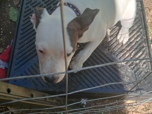 American Staffordshire Bull Terrier – Nanango