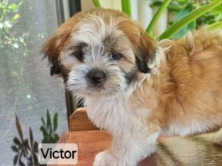 Maltese – Rockingham