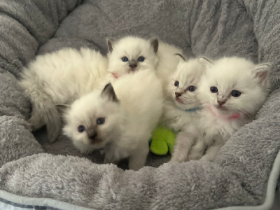 Ragdoll – Hillside