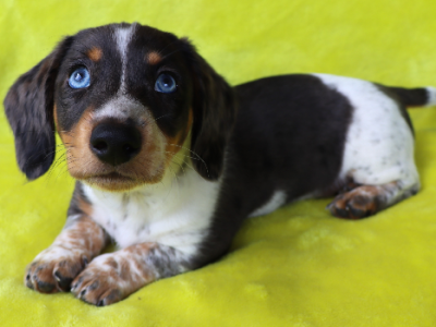 Dachshund – Leichhardt