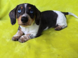 Dachshund – Leichhardt
