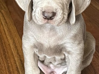 Weimaraner – Grasmere