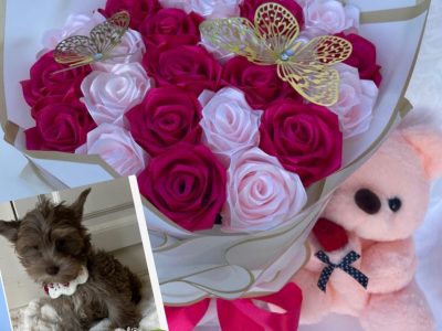 Yorkshire Terrier – Rooty Hill