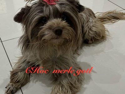 Yorkshire Terrier – Rooty Hill
