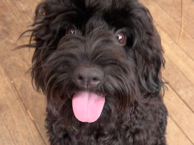 Cavoodle – Narellan