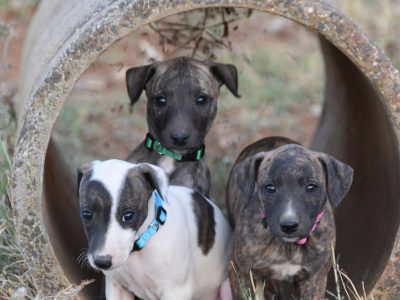 Whippet – Lancaster