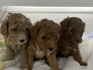 Cavoodle – Pimpama