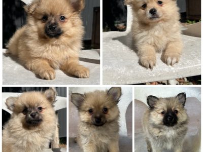 Pomeranian – Redan