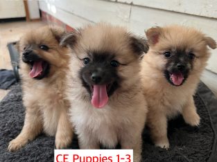 Pomeranian – Redan