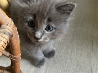 Ragdoll – Mount Gravatt East