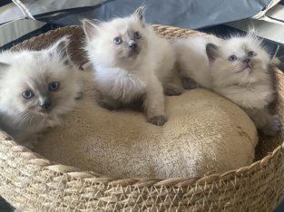 Ragdoll – Yallourn