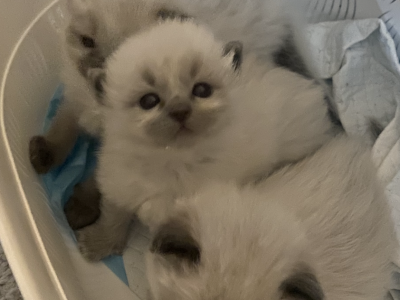 Ragdoll – Yallourn