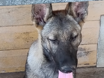 German Shepherd – West Bungawalbin