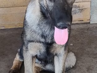 German Shepherd – West Bungawalbin